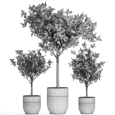 A collection of fruit orange trees in black pots Orange, outdoor flowerpot for the garden. Set 718. — Ver 3