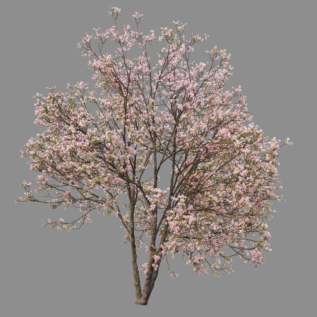 Prunus sargentii — Скачать