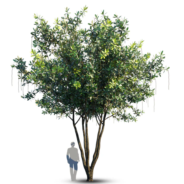 Barringtonia Acutangula Var 4 — Скачать