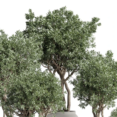 Collection Indoor plant 189 concrete dirt vase pot Tree — Ver 4