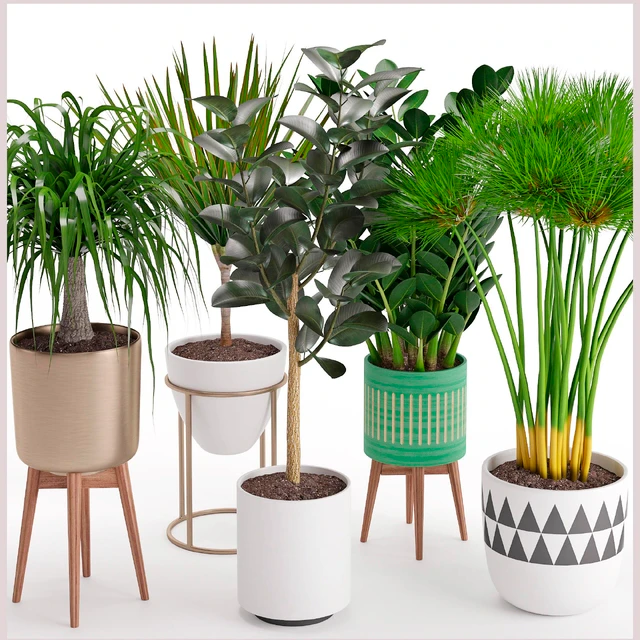 Houseplant 29 — Descargar