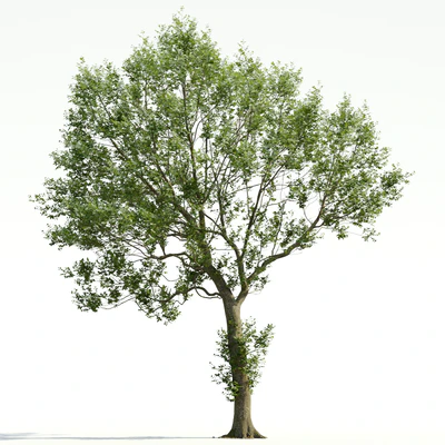 trees and barks 028 — Descargar