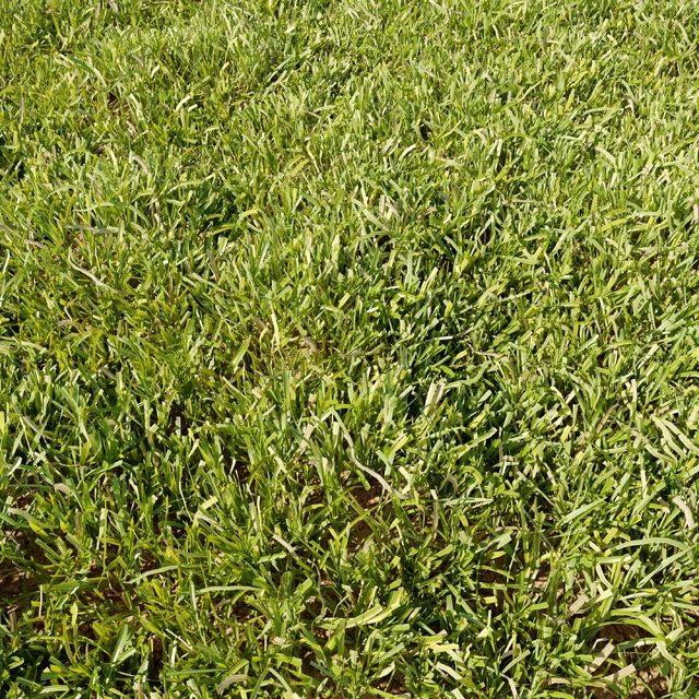 High Details Grass — Descargar
