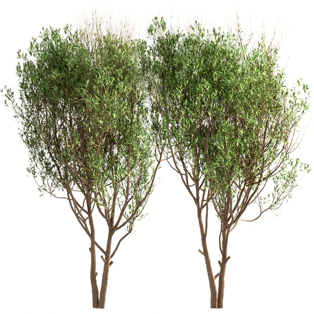 Set of Salix Alba Trees (White Willow) (2 Trees) — Descargar