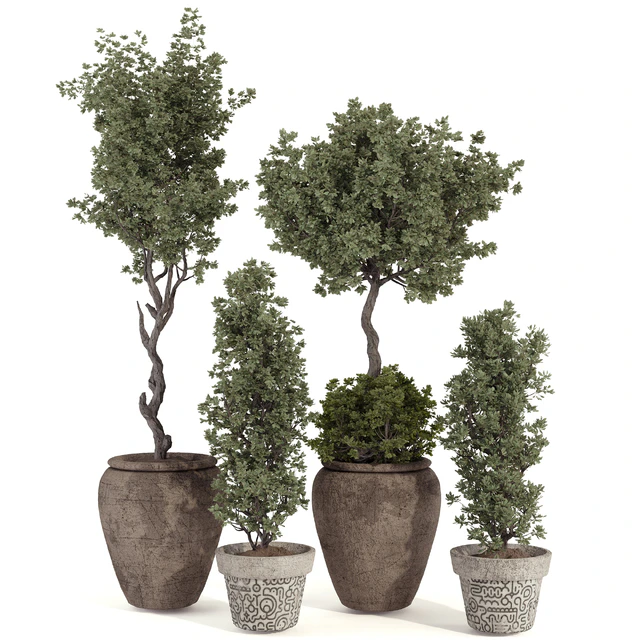 Indoor Bohemian Olive Bonsai Tree and Bush in Pottery Pot 199 — Скачать