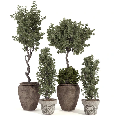 Indoor Bohemian Olive Bonsai Tree and Bush in Pottery Pot 199 — Вид 5