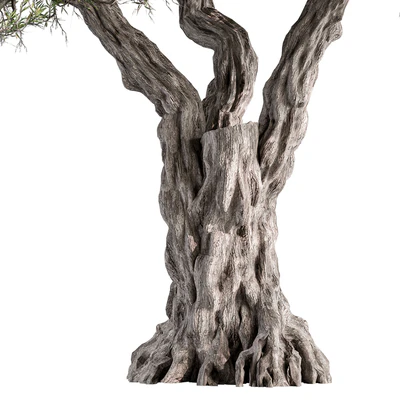 Tree Olive - Set 195 — Ver 3