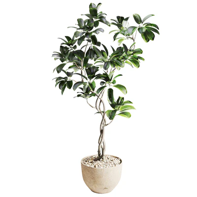 ficus plant in pot — Вид 4