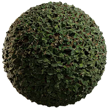 creeping fig 007 — Descargar