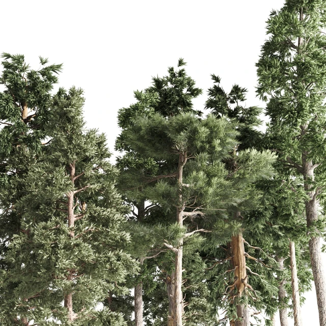 4 pines — Descargar