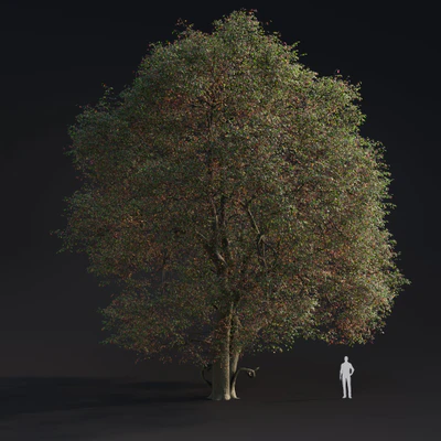 004 alnus rubra — Скачать