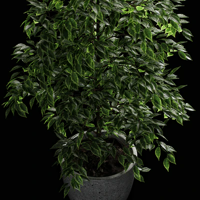 ficus benjamina — Ver 4