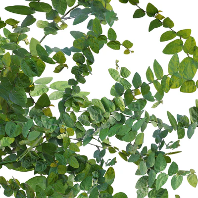 Moraceae - Ficus pumila — Вид 4