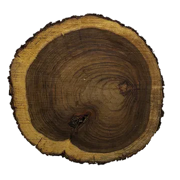 tree trunk 011 — Download
