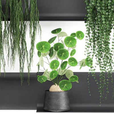 Vertical landscaping on a Black loft shelf with climbing plants, monstera, Dyschidia, Rhipsalis. Set 67. — Ver 5