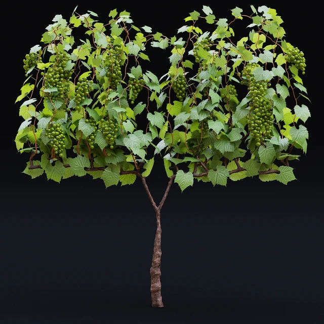 Виноград культурный | Vitis vinifera — Скачать