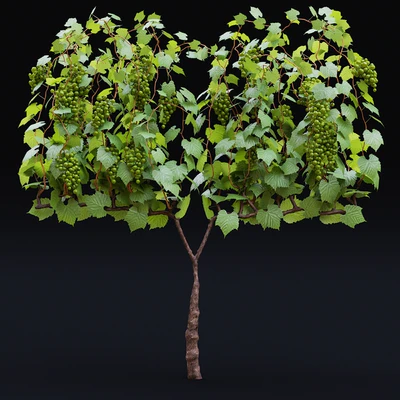 Виноград культурный | Vitis vinifera — Вид 4