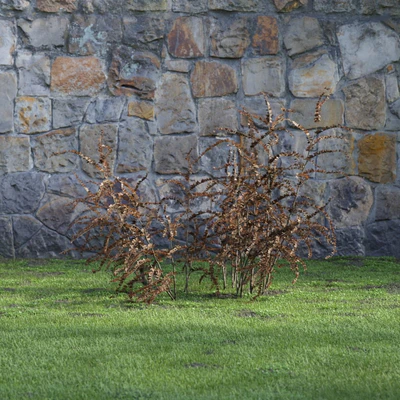 plants and bushes 021 — Скачать