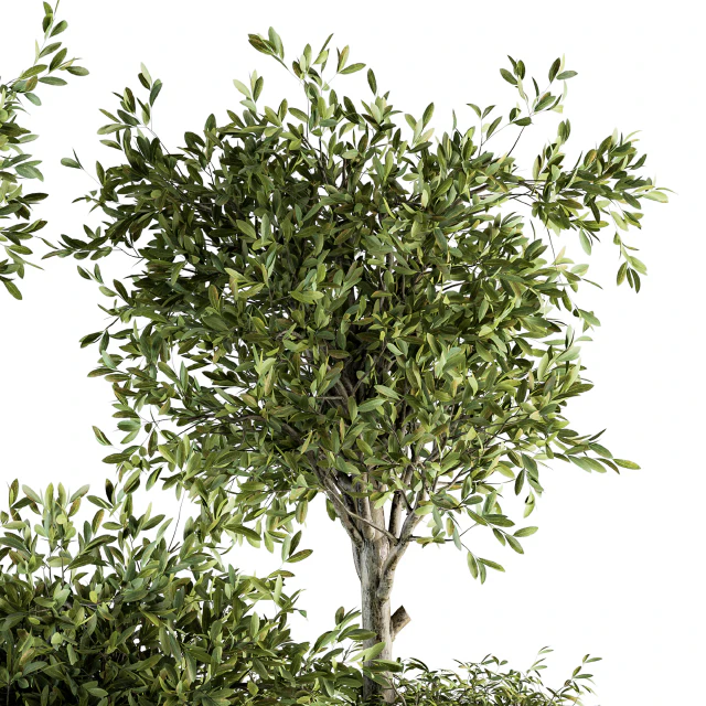 indoor Plant Set 193 - Tree in pot — Скачать