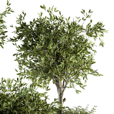 indoor Plant Set 193 - Tree in pot — Вид 3
