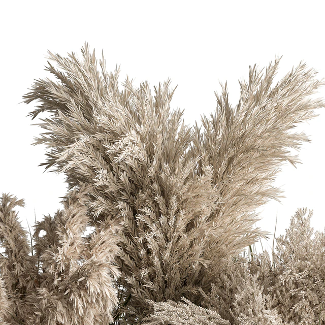Mixed Pampas Plant Bush Set 95 — Descargar