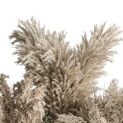 Mixed Pampas Plant Bush Set 95 — Ver 3