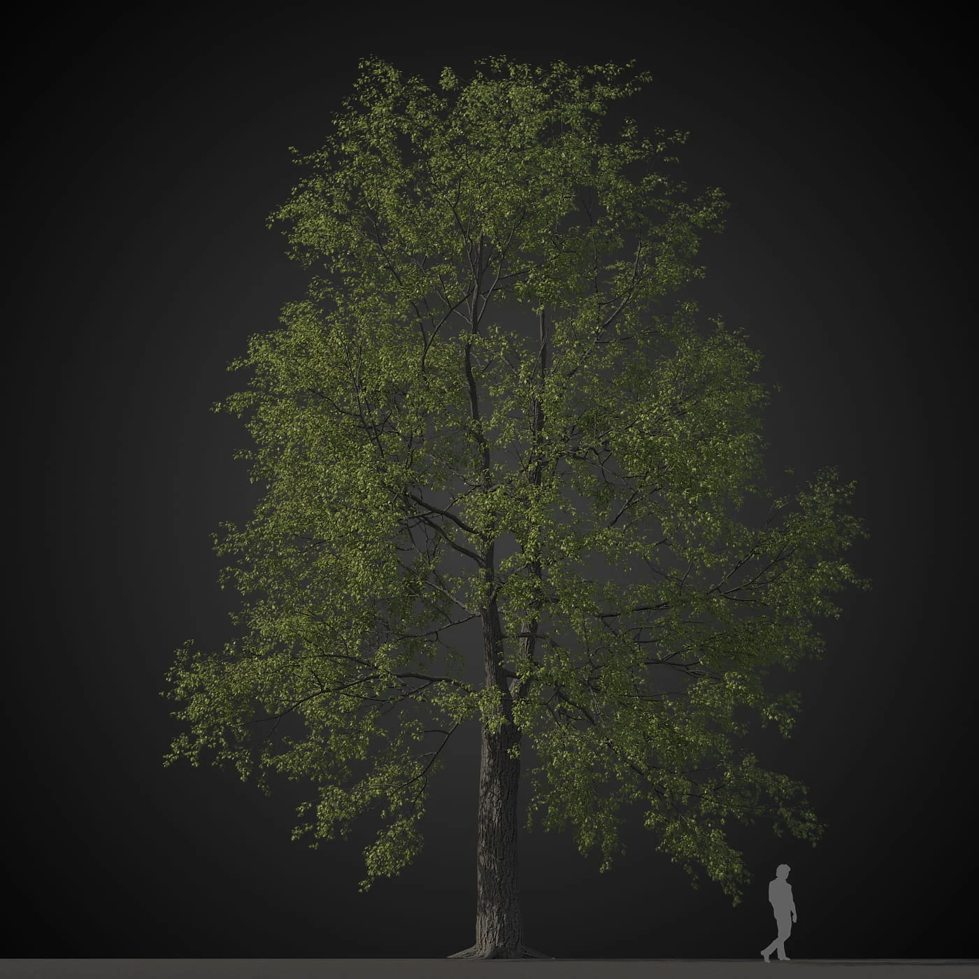 trees 037 — Скачать
