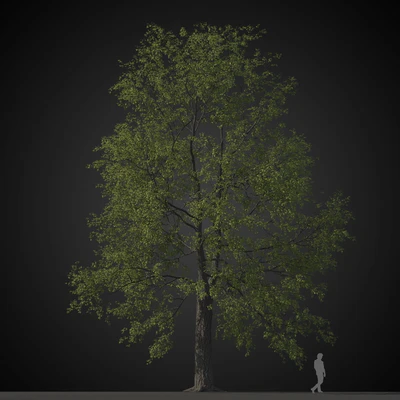 trees 037 — Скачать