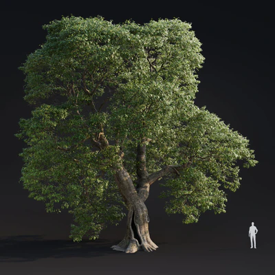 016 quercus robur — Descargar