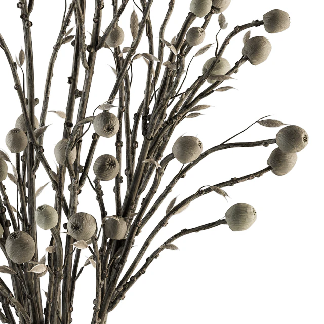Bouquet 32 - Dried Plant Papavet Bouquet — Descargar