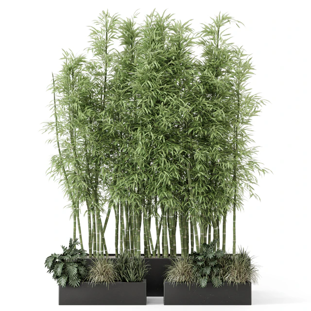 Indoor Plants Bamboo Set in rusty Concrete Pots - Set 1894 — Descargar