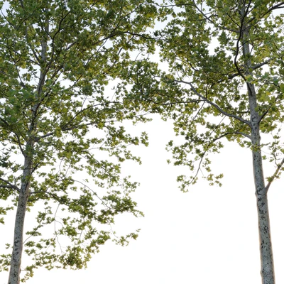 Plane-tree / Sycamore / Platanus #17 — Ver 4