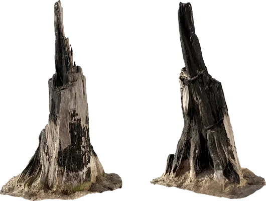 burnt tree trunk 004 — Скачать