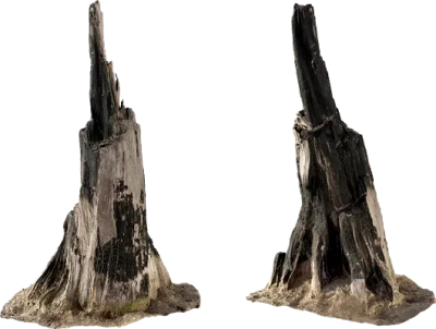 burnt tree trunk 004 — Скачать