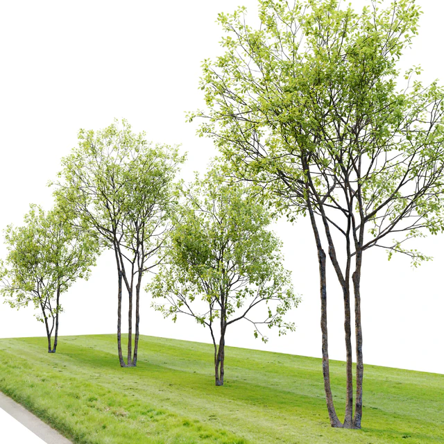 Prunus maritima — Descargar