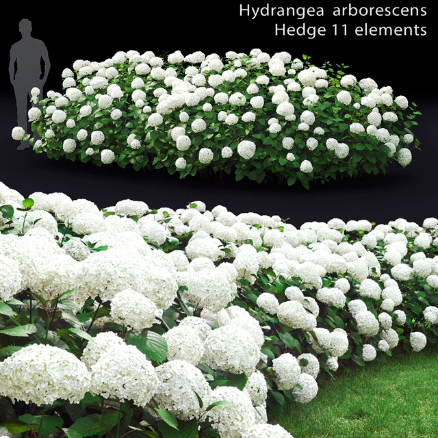 Hydrangea arborescens hedge — Descargar