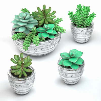 Succulents — Ver 1