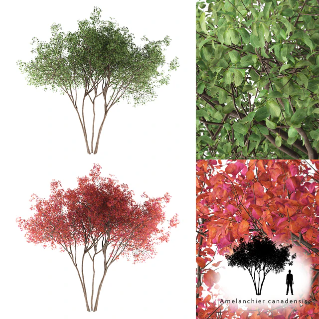 Ирга  Ламарка канадская солитер | Amelanchier canadensis — Скачать