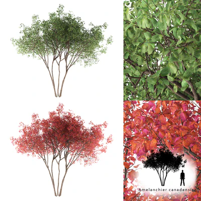 Ирга  Ламарка канадская солитер | Amelanchier canadensis — Вид 1