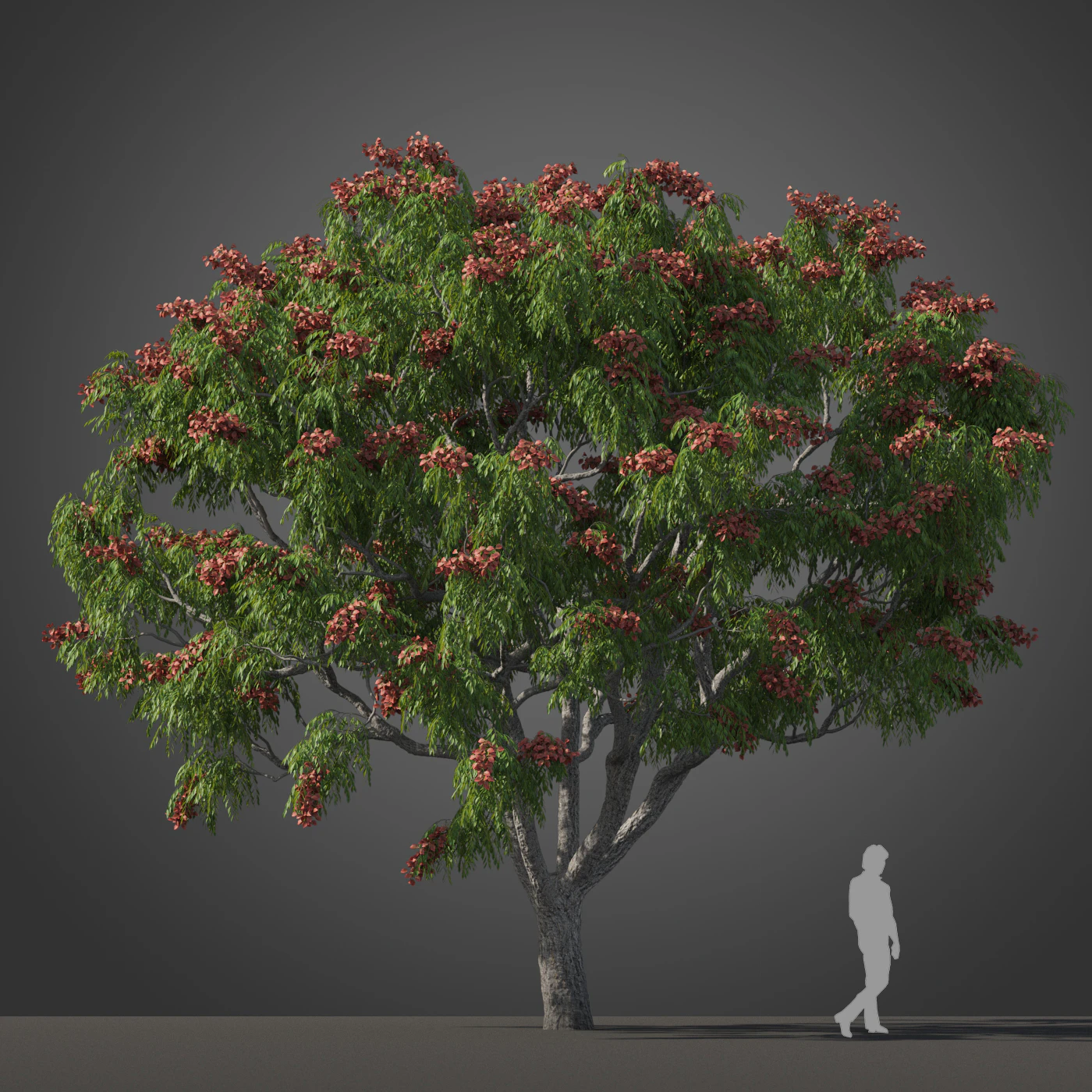 subtropical trees 036 — Descargar