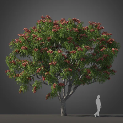 subtropical trees 036 — Descargar