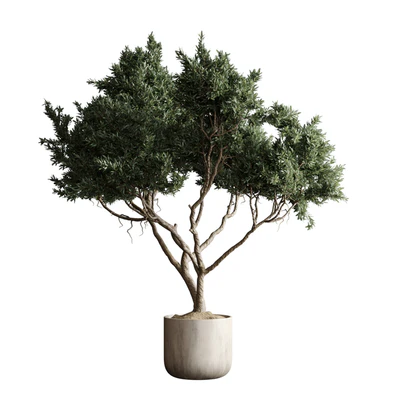 Indoor plant 04 - Tree in a pot — View 6