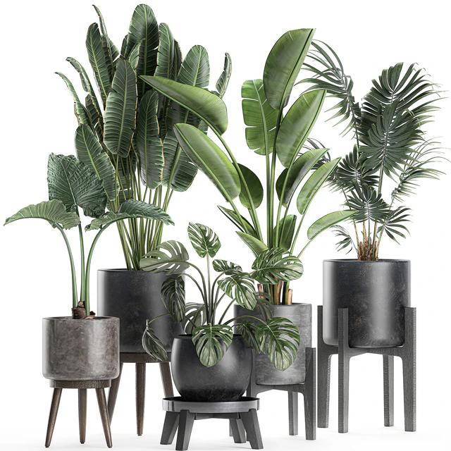 Collection of small beautiful plants in black pots on legs with Banana palm, strelitzia, monstera. Set 659. — Descargar