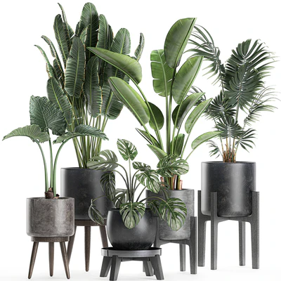 Collection of small beautiful plants in black pots on legs with Banana palm, strelitzia, monstera. Set 659. — Ver 1