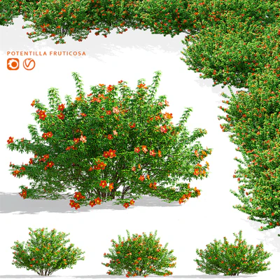 Лапчатка кустарниковая красная | Potentilla fruticosa — Вид 1