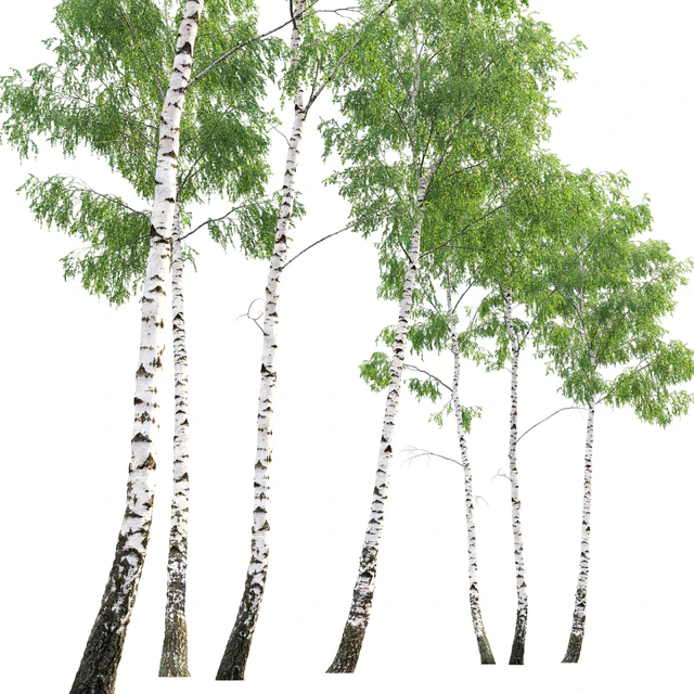 Birch forest part 7 (23.8-24.8m) — Descargar