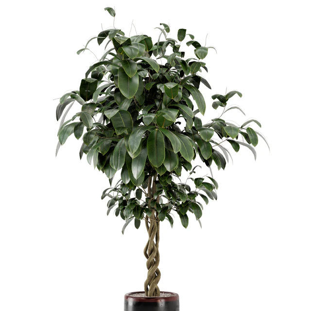 Indoor Plants in Combination of wood & concrete Pot - Set 301 — Descargar