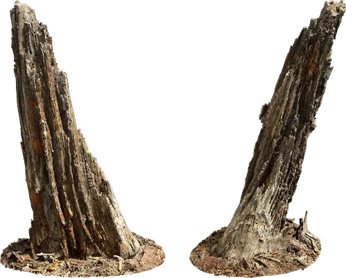 rotten tree stump 001 — Descargar