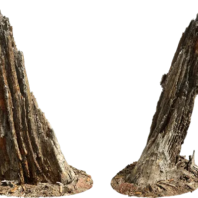 rotten tree stump 001 — Descargar