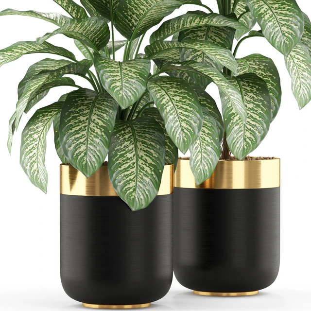Plants collection 491 — Descargar